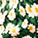 Tiny Blooms Swatch
