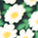 Tiny Blooms Swatch