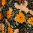 Yellow Floral Swatch