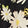 YELLOW Swatch