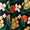Black Floral Swatch