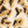 Wild Spot Swatch