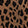 Wild Spot Swatch