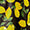 Lemon Swatch
