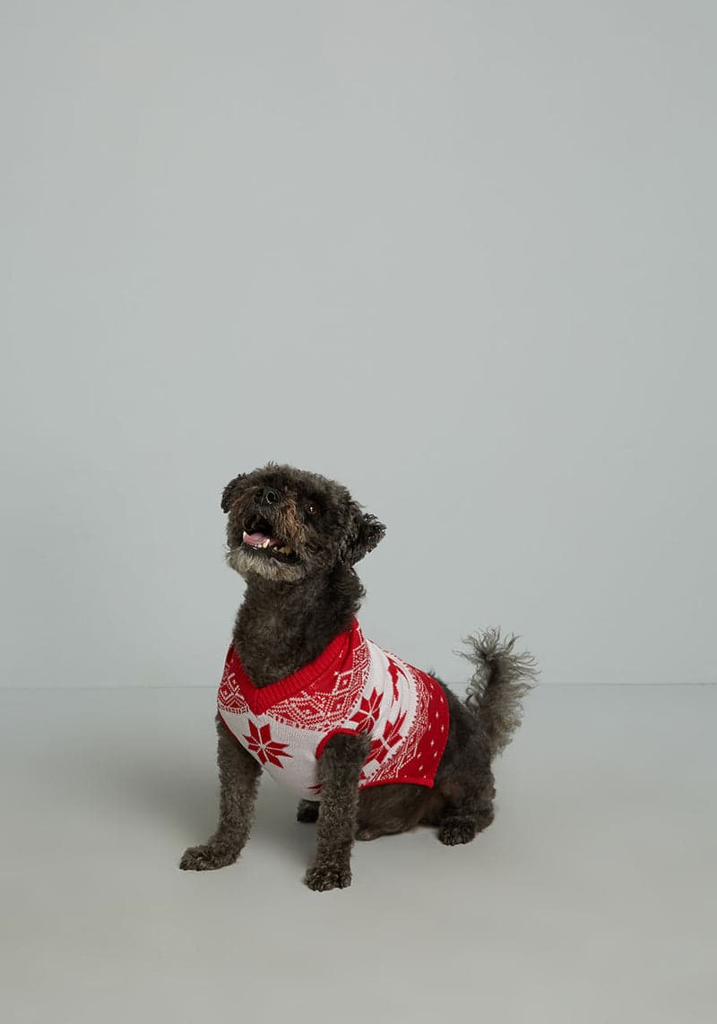 Little Present Dog Sweater - Fun Christmas Themed Dog Sweater by Tipsy Elves